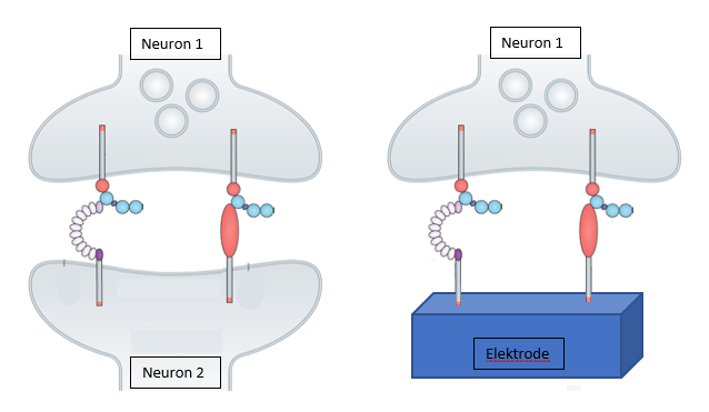 Figuur 3: Het principe van de synaptoprobe