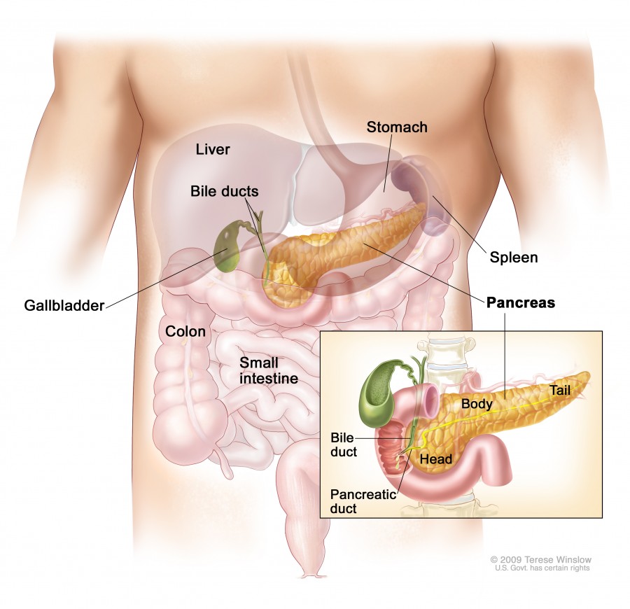 Deze afbeelding toont de positie van de pancreas in het menselijk lichaam. Op de figuur wordt ook de kop (head) en de staart (tail) van de pancreas aangeduid.