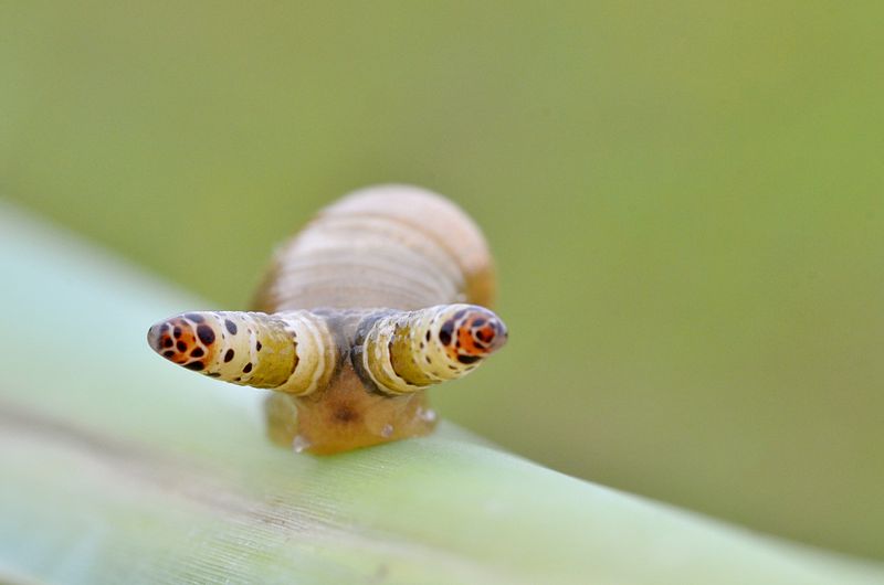 "Een ‘zombieslak’ geinfecteerd met Leucochloridium. © Gilles San Martin"
