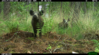 Cameravalbeeld van twee everzwijnen in het Nationaal Park Hoge Kempen.