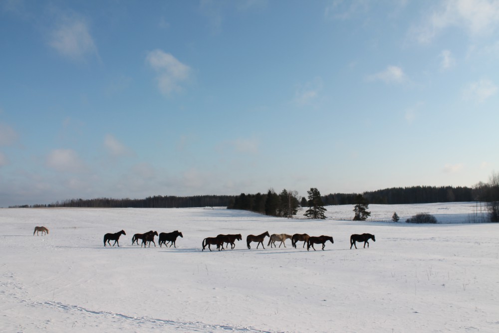 Akhal-Teke paarden, Estland
