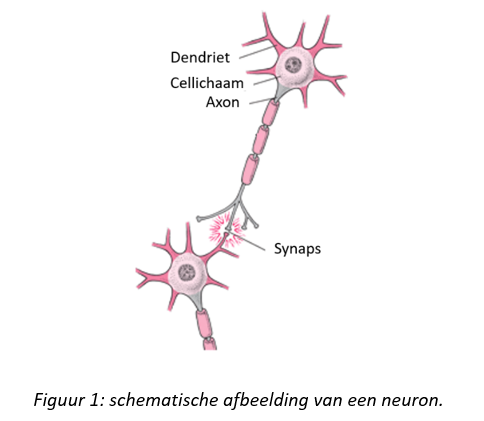 Schematische afbeelding van een neuron