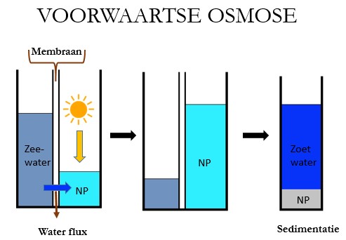 Voorwaartse osmose: eerst wordt het water vanuit zeewater door het membraan getrokken door de hydrofiele nanopartikels (NP) in water die dienen als spons, het zout blijft achter. Vervolgens bezinken de NP in een donkere sedimentatietank en krijgen we zuiver water