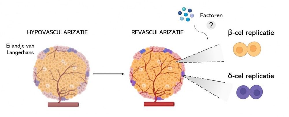 Na de periode van hypovascularisatie hebben we een periode van revascularisatie geïntroduceerd. We hebben gezien dat in de revascularisatie periode, de β- en δ-cellen aan een verhoogd ratio beginnen te delen.