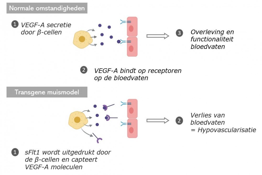Onder normale omstandigheden scheiden de β-cellen VEGF-A uit en binden de VEGF-A moleculen op de VEGF receptor 2 op de bloedvaten. Dit leidt tot bloedvatoverleving en functionaliteit van de bloedvaten. In het transgene muismodel dat we hebben ontwikkeld, drukken de beta cellen ook de oplosbare receptor 'sFlt1' uit. Deze receptor zal VEGF-A moleculen capteren zodat ze niet meer op hun receptoren op de bloedvaten kunnen binden, wat zal leiden tot een verlies van bloedvaten, ook wel hypovascularisatie genoemd.