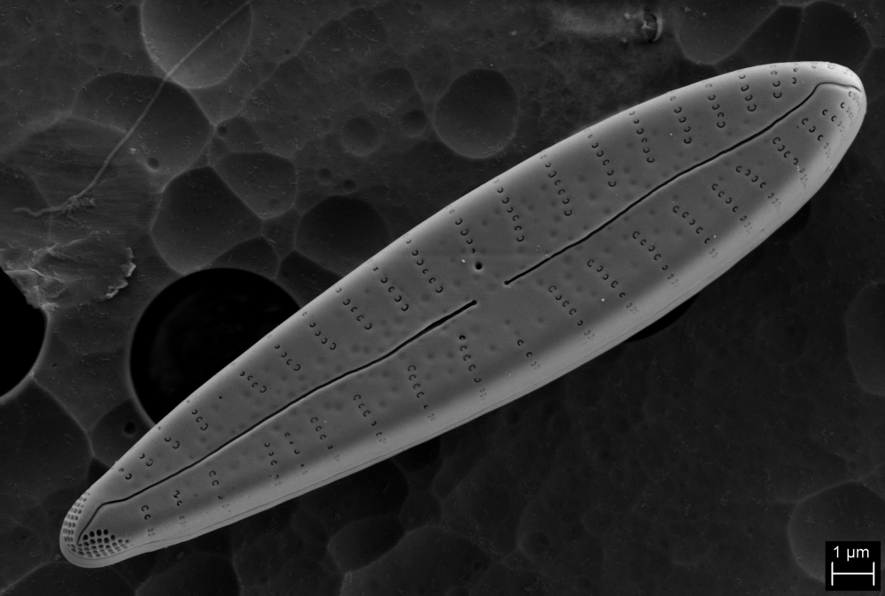 Foto van een diatomee genomen met elektronenmicroscoop.