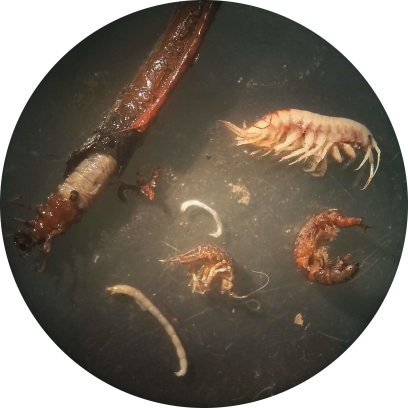 Uitvergroting van een aantal macro-invertebraten uit de Dommel.