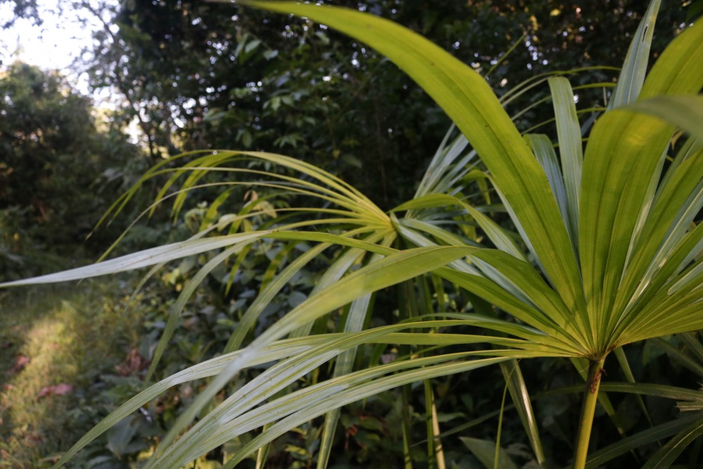 Plantenleven in de Amazone.