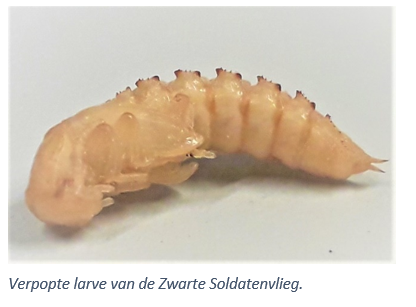 Verpopte larve van de Zwarte Soldatenvlieg.
