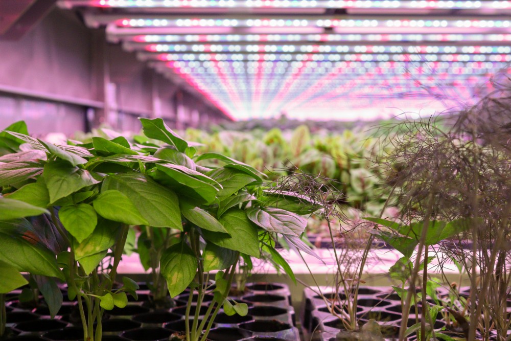 Door aan verticale landbouw te doen, kan je meer voedsel produceren op een kleine ruimte. (foto: Tine Goderis)
