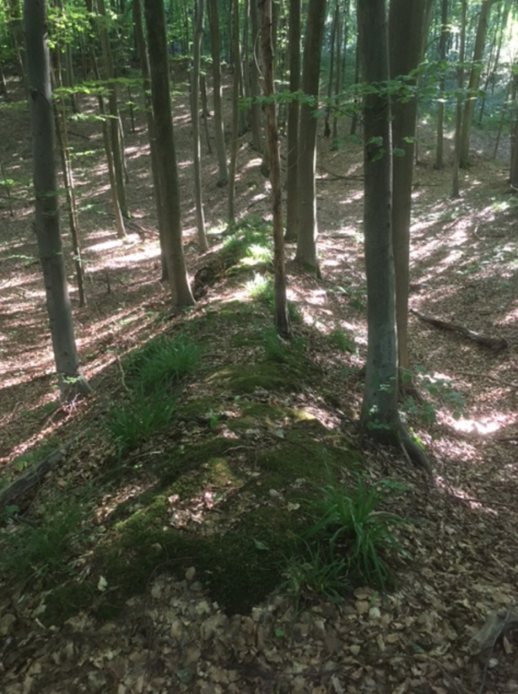 Relict wolvensprong te Groenendaal