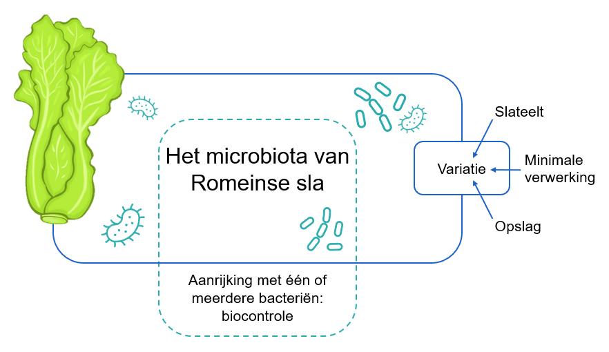 Aanrijking van het van nature aanwezige microbiota met één of meerdere biocontrole bacteriën.