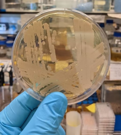 Candida auris op groeimedium