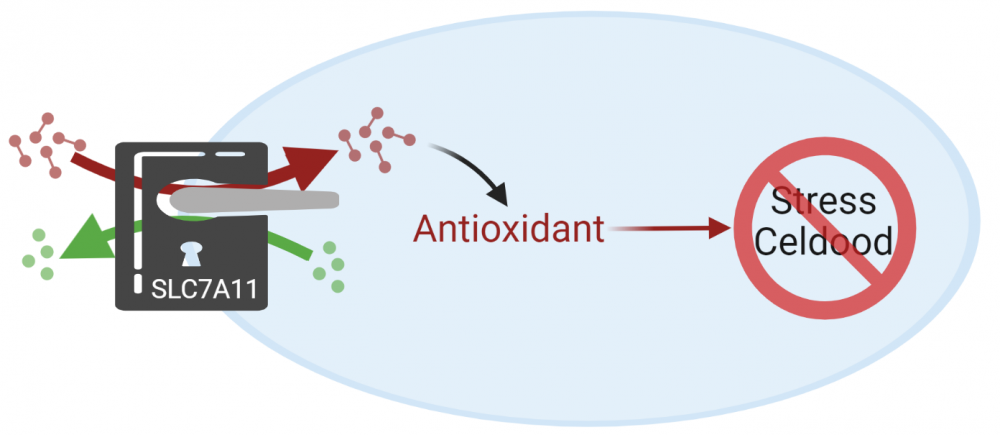 Het transporteiwit op het oppervlak van een cel. De moleculen die binnengelaten worden zijn bouwstenen voor antioxidanten. Deze beschermen de cel tegen stress en celdood.