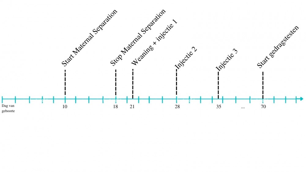 Tijdlijn Experiment