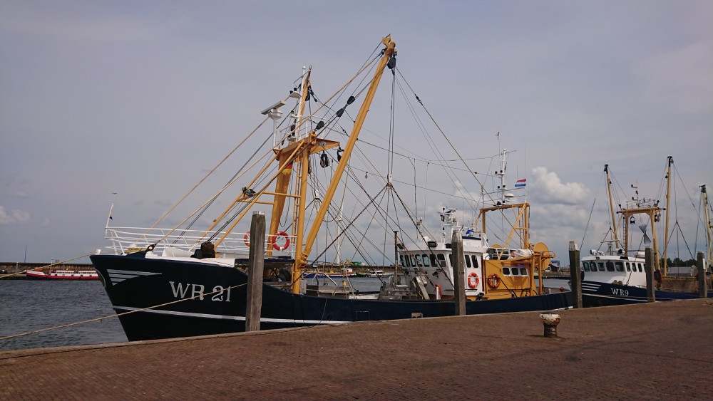 Boomkorivsser in de haven