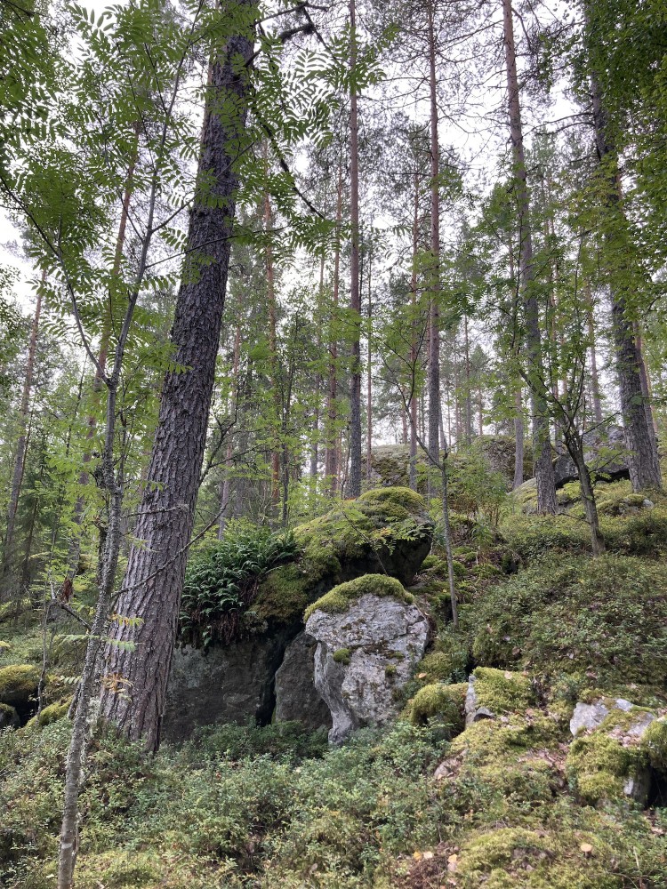 Finse wildernis