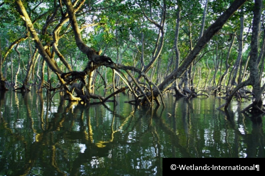© Wetlands International