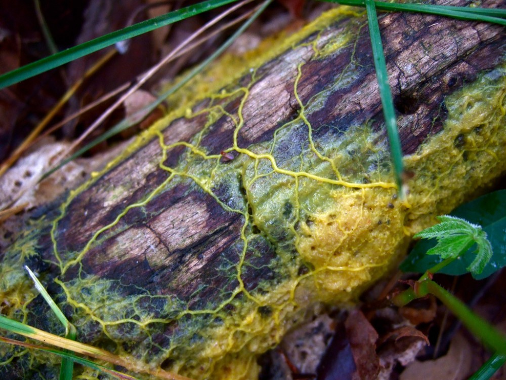 Felgele bloedvat-achtige lijnen van de slijmzwam Physarum polycephalum op een boomstronk