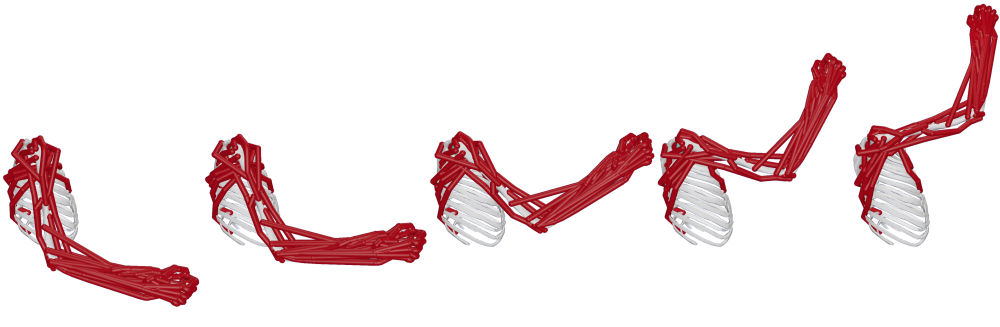 Musculoskeletaal model beweging op verschillende tijdstippen.