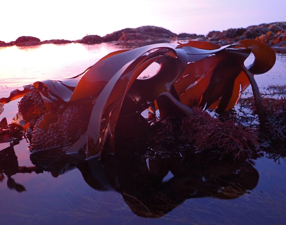 Gouden kelp bij een zonsopgang
