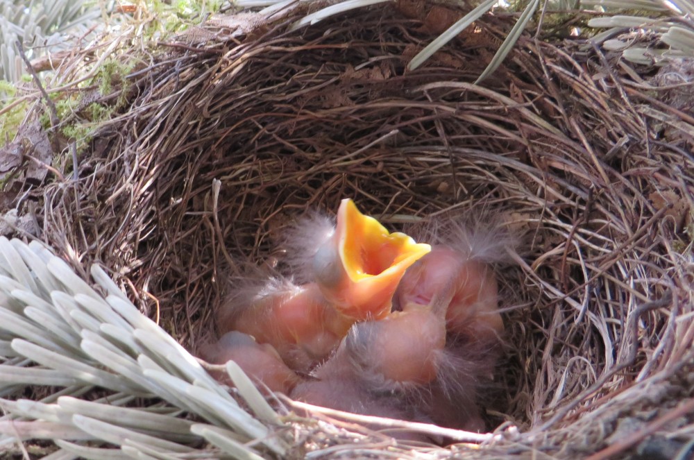 vogelnest