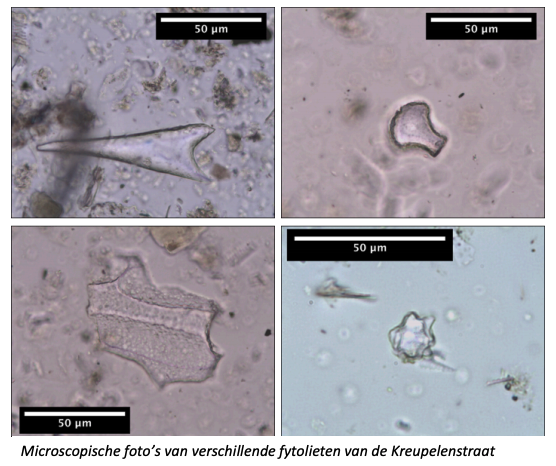 fytolieten archeologie masterproef
