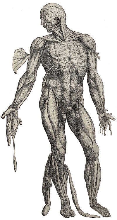 Vesalius