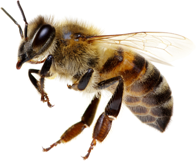 Scriptie Ugent bijen en machine learning