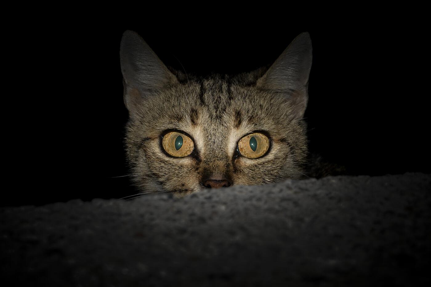Kat