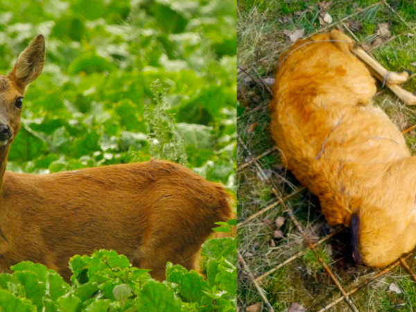 Pleidooi voor meer dode dieren in de natuur
