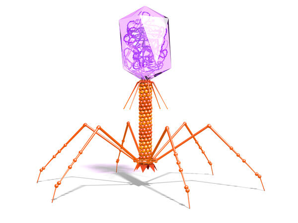 Enzybiotica masterproef