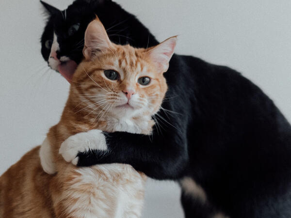 Katten vrienden