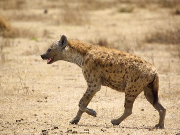 Hyena