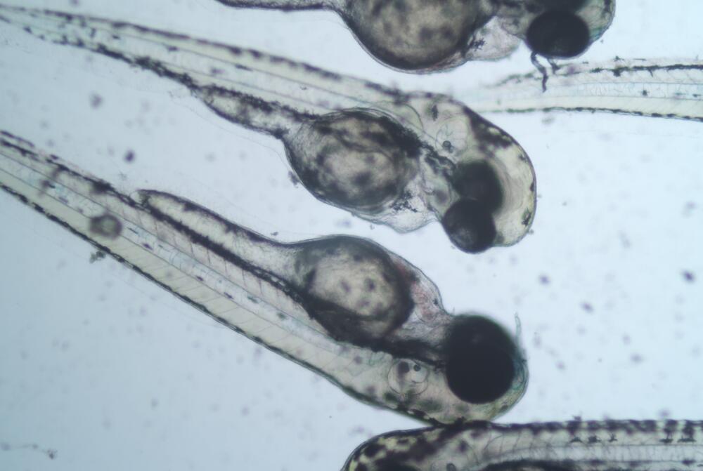 Microscopische afbeelding van 3 dagen oude zebravissen