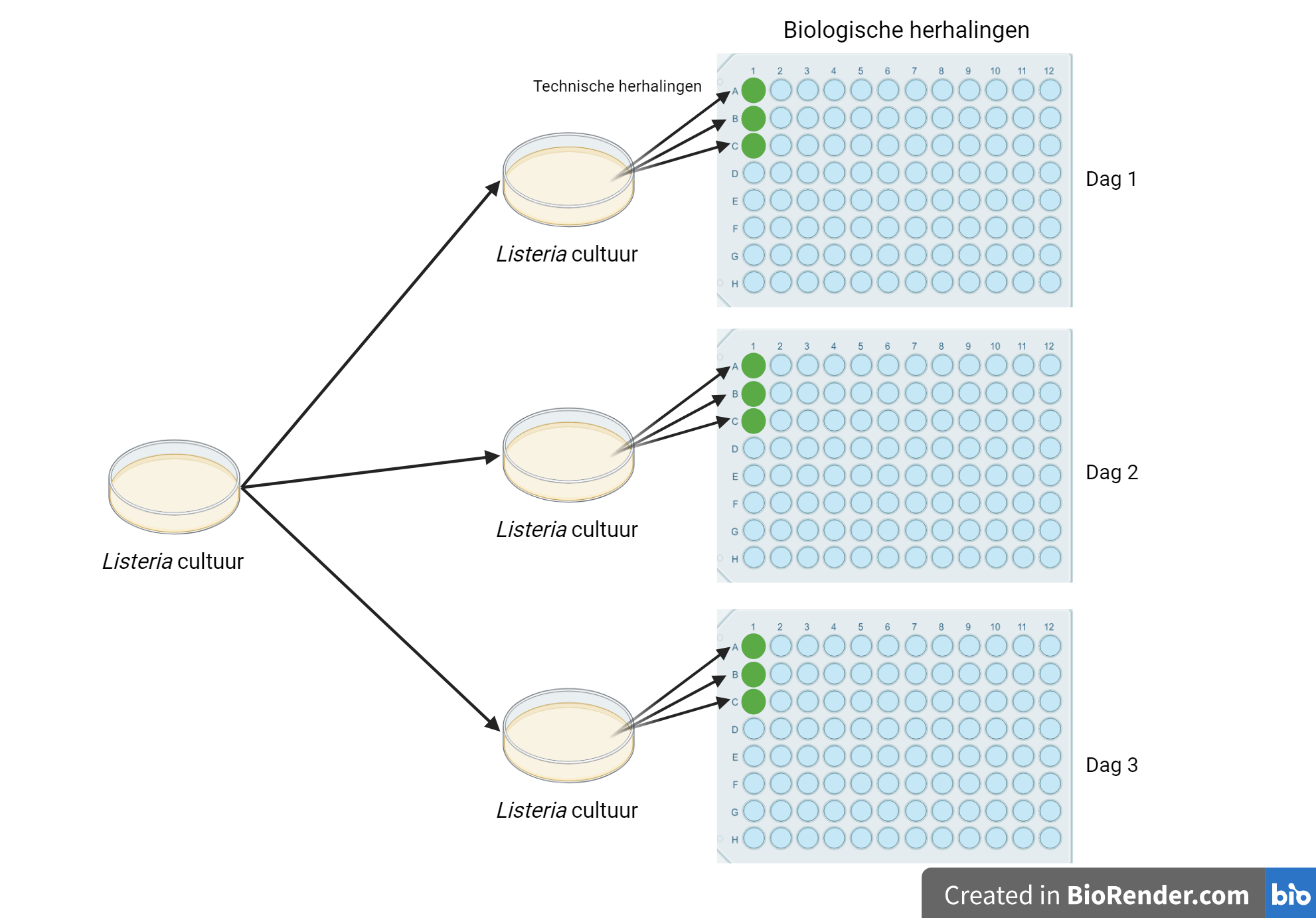 Het verschil tussen technische herhalingen en biologische herhalingen