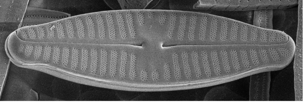 Beeld gemaakt met een rasterelektronenmicroscoop van Planothidium islandicum, een nieuwe soort uit de Westfjorden van IJsland.