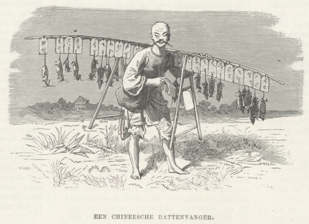 Een 'Chinese rattenvanger', met karikaturale trekken. De Chinese bevolking werd vaak bejegend omwille van hun eetgewoontes.