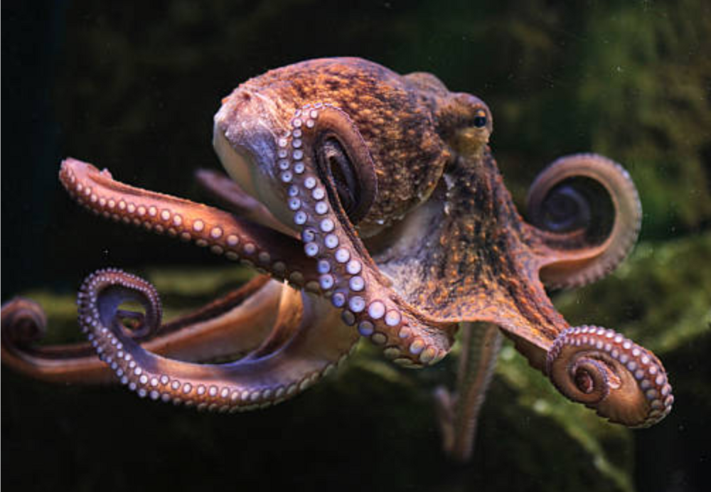 Figuur 1: De gewone octopus (Octopus vulgaris).