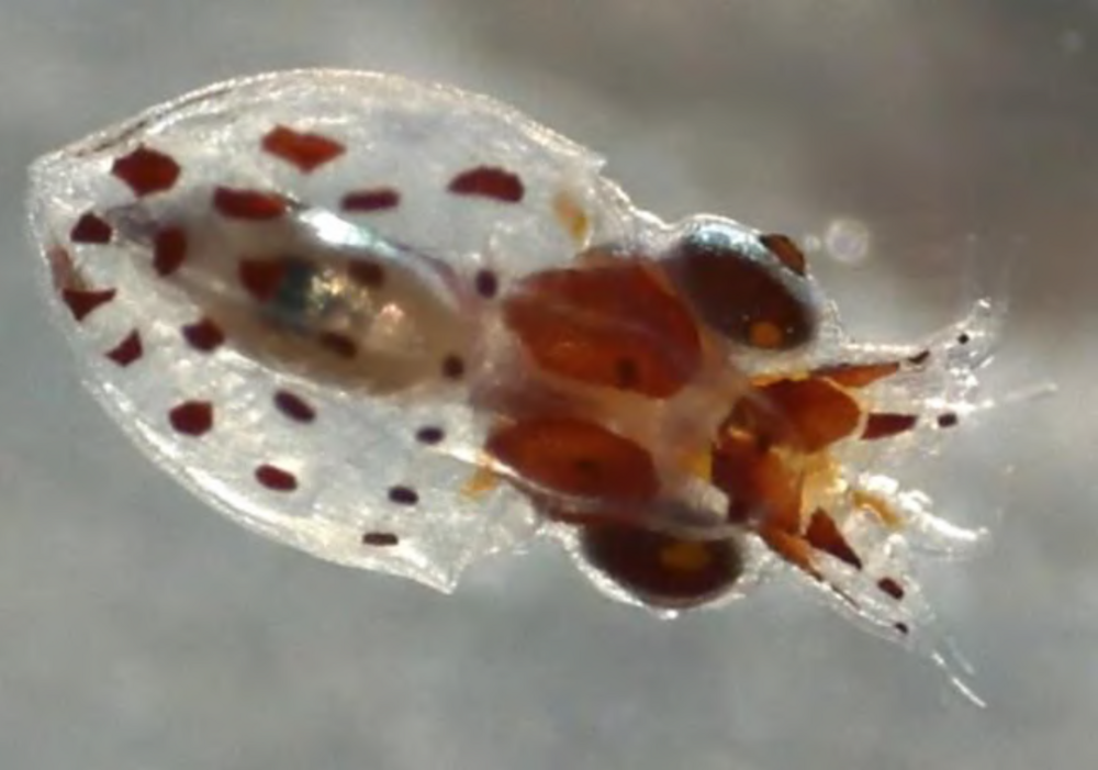 Figuur 2: Paralarve van de gewone octopus (Octopus vulgaris).