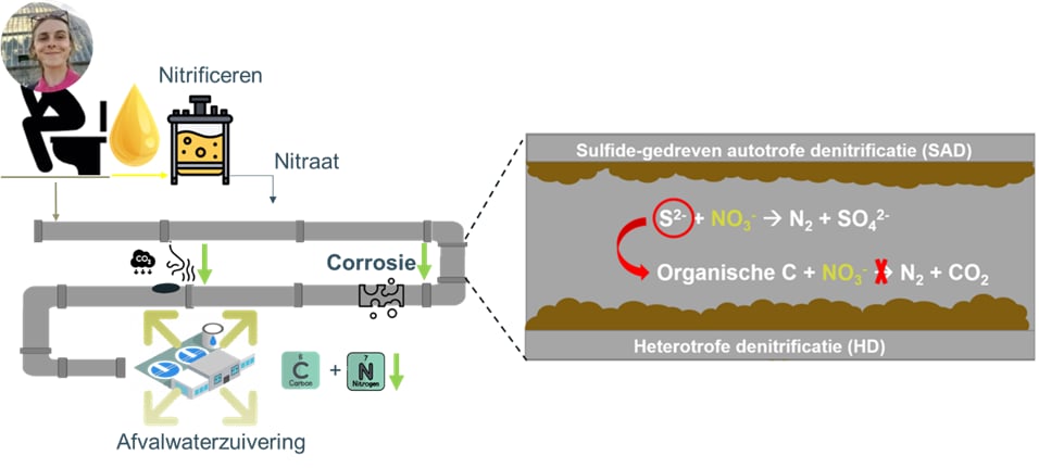De potentiële voordelen zijn aangegeven met groene pijlen. Ook worden de twee bacteriële processen weergegeven: sulfide-gedreven autotrofe denitrificatie (SAD) en heterotrofe denitrificatie (HD). De rode pijl geeft de inhibitie van HD door sulfide aan.
