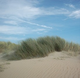 Helmgras is de ecosysteemingenieur van de Belgische duinen. | Via Wikipedia