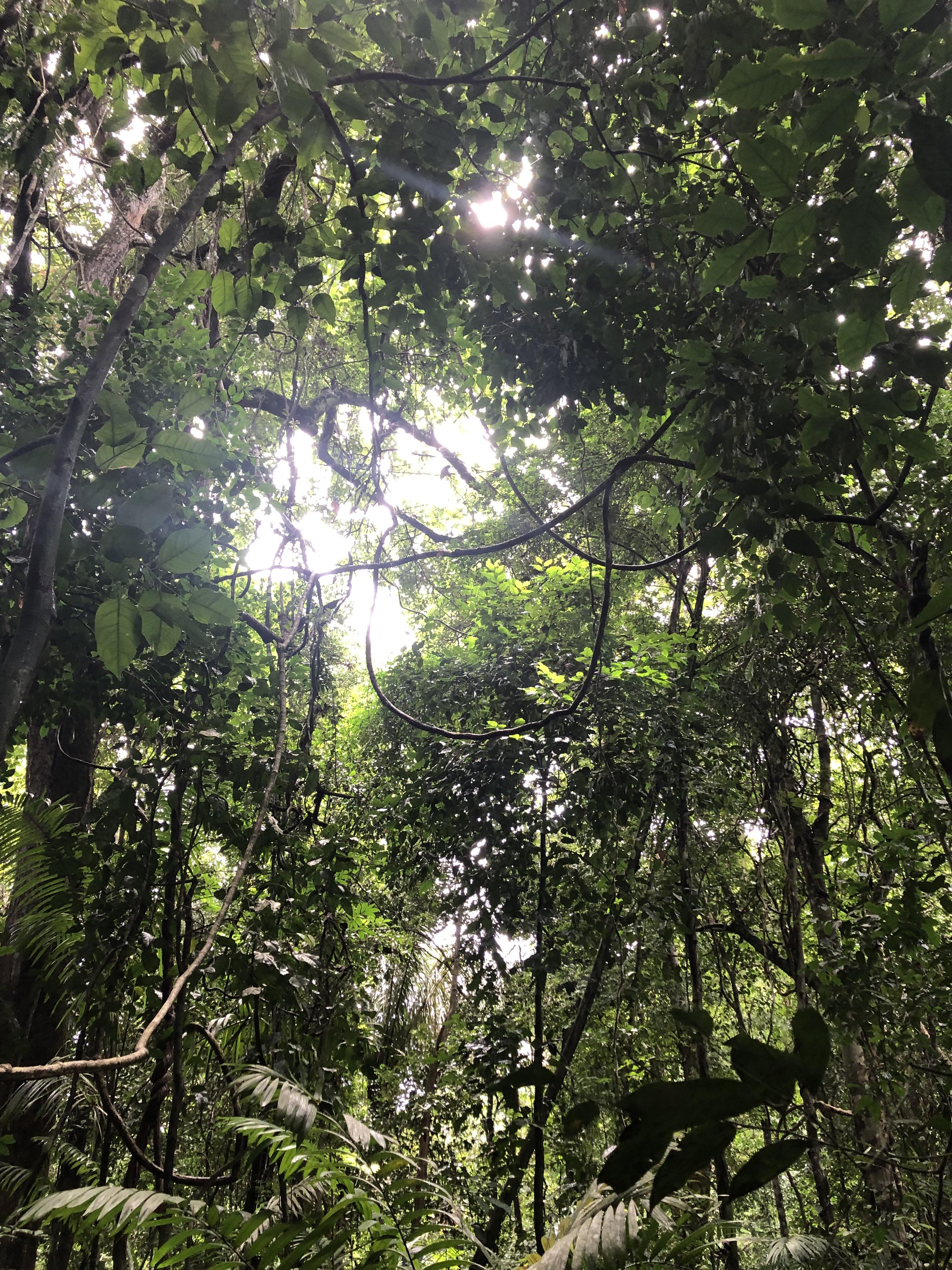 Figuur 2: De Panamese jungle, waar de lianen slingeren van boom tot boom in de tocht naar de kruinlaag en het zonlicht. Zo connecteren ze de bomen in het bos en vormen ze een groot netwerk.