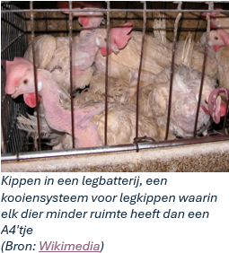 Kippen in een legbatterij, een kooiensysteem voor legkippen waarin elk dier minder ruimte heeft dan een A4'tje (Bron: Wikimedia)