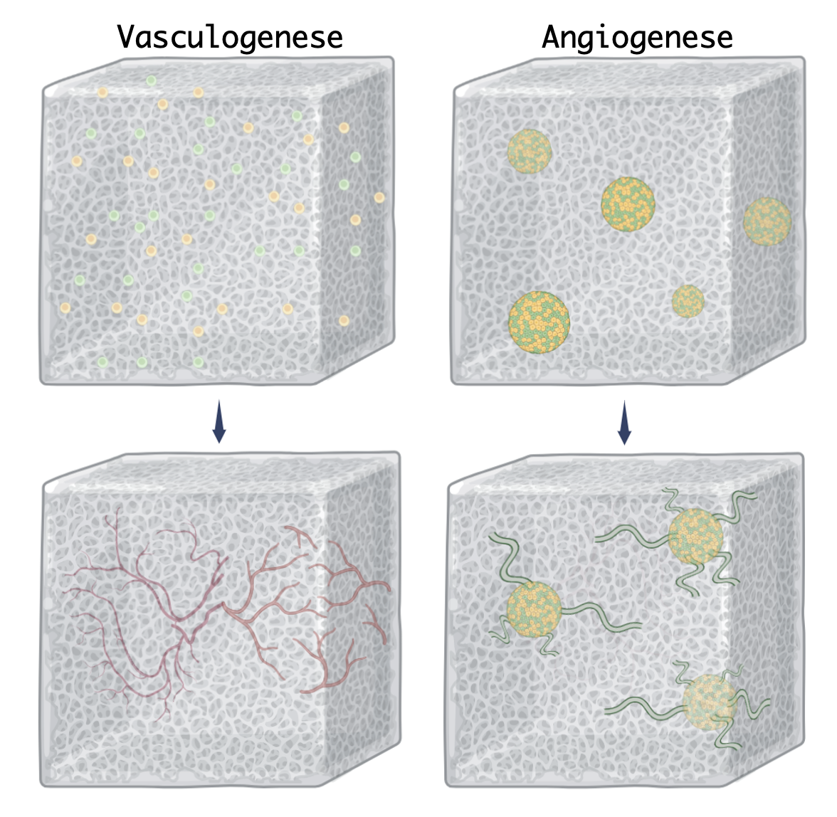Illustratie Vasculogenese en Angiogenese