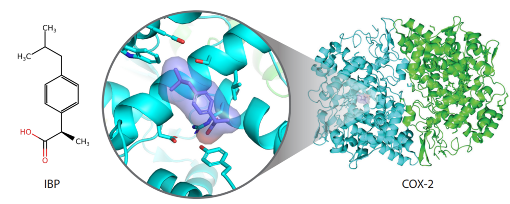 Ibuprofen bindt met het COX-2 enzyme