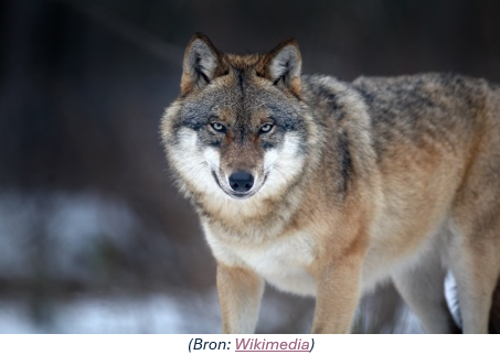 Wolf (Bron: Wikimedia)