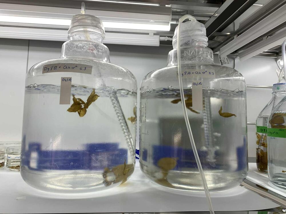 “Doorzichtige experimentele waterfles waarin hybride organismen zijn gekweekt en ronddrijven.”