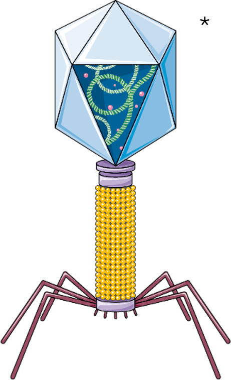 bacteriofaag