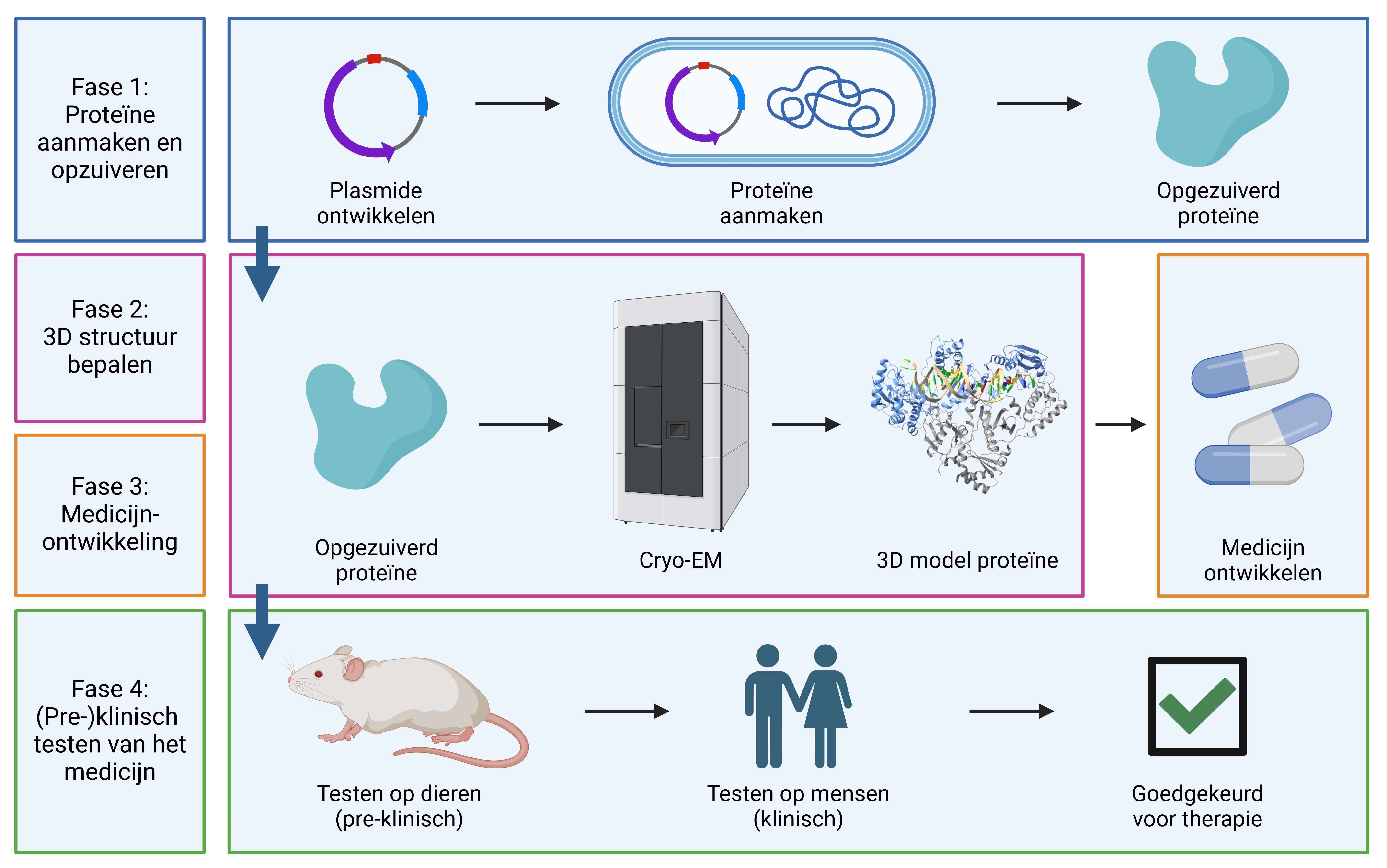De verschillende fasen in het proces voor medicijnontwikkeling via cryo-elektron microscopie. (Gemaakte in BioRender) 